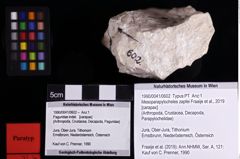 Foto (Objket + Etiketten) von Mesoparapylocheles zapfei (Fraaije et al., 2019) 